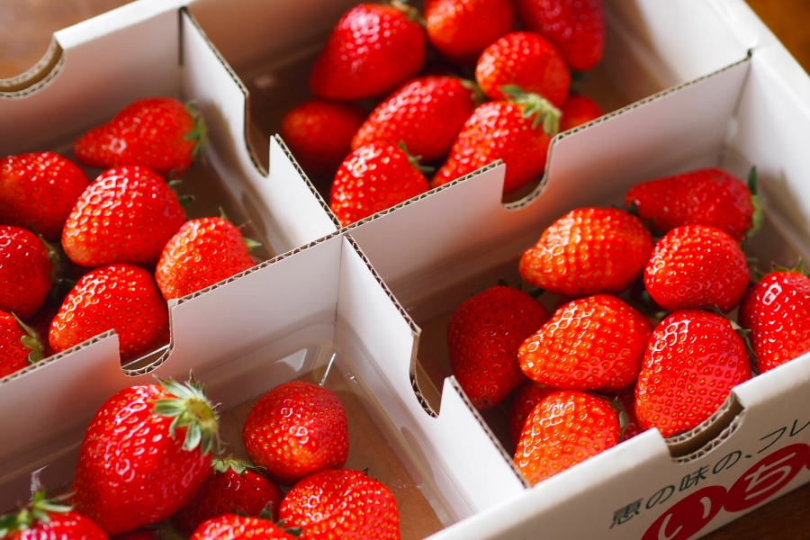 Japanese Fruit Breeding – How Japan Perfected Flavor, Beauty, and Texture