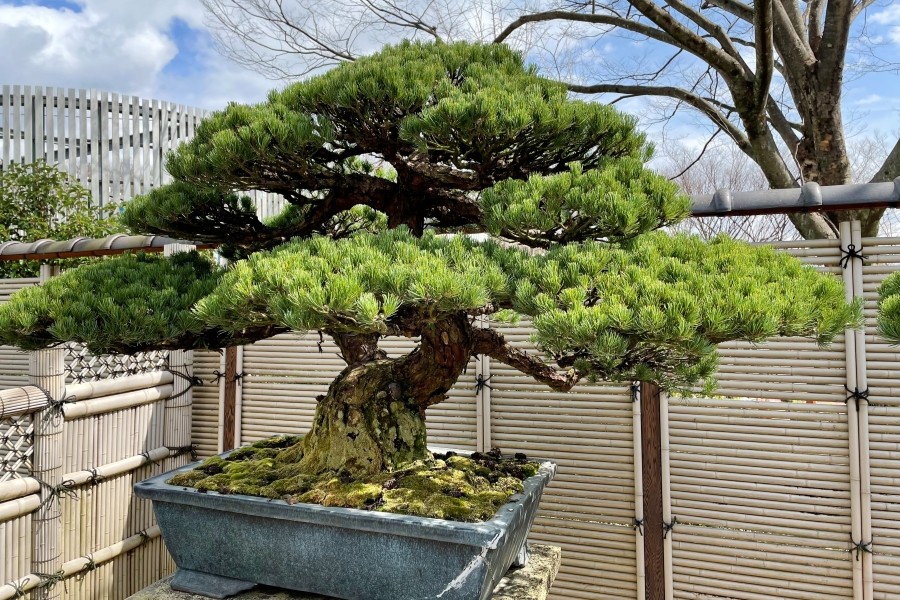 What Is Bonsai? – A Simple Introduction to Japan’s Living Art