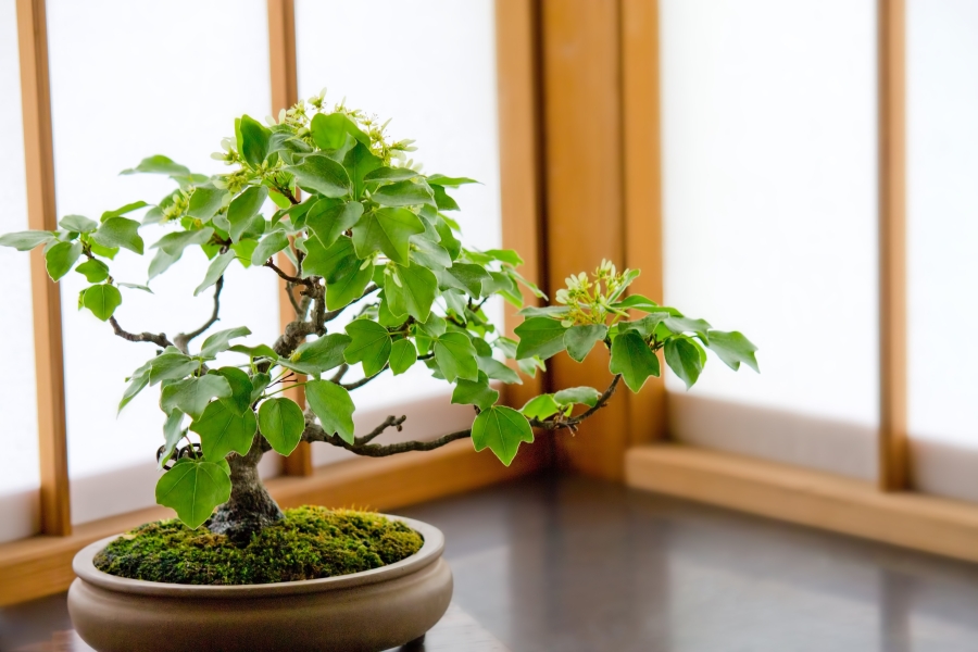 Where to See Bonsai in Tokyo and Nearby Areas